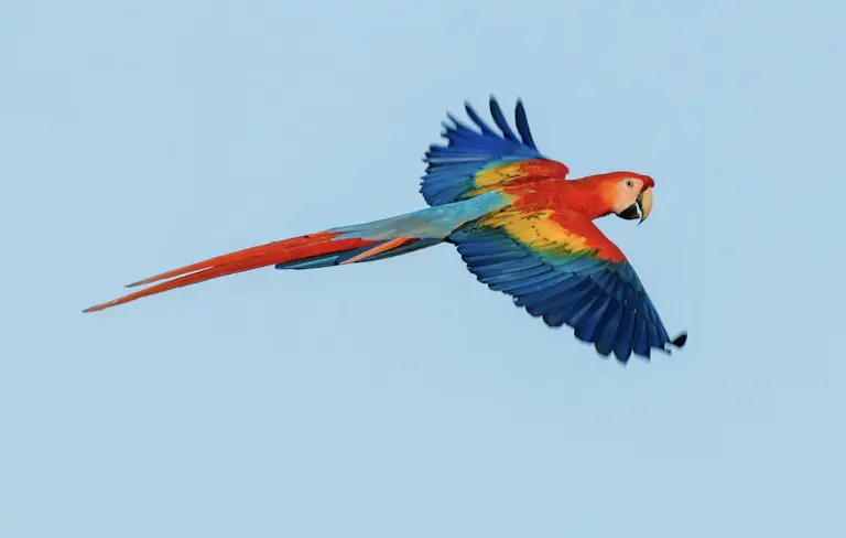 The Scarlet Macaw 