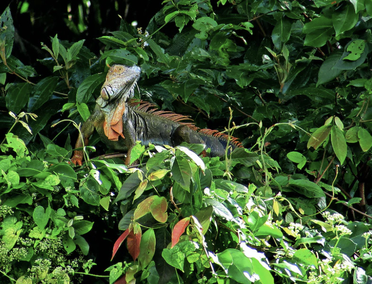 Orange Iguana costa rica 