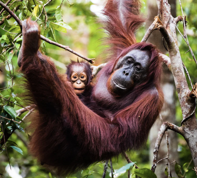 Orangutang Indonesia 