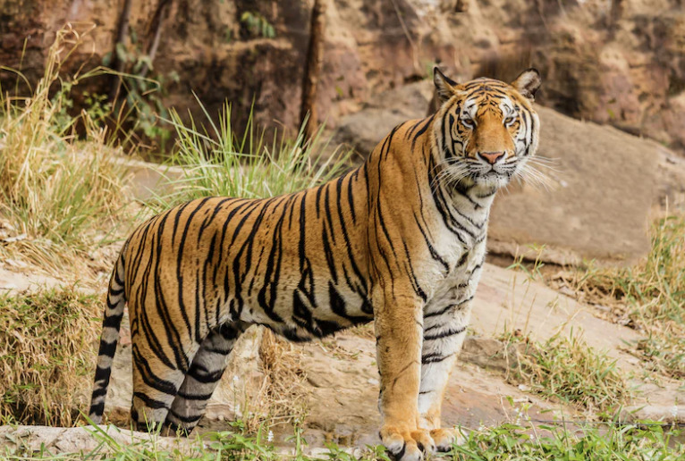 The Sumatran Tiger 