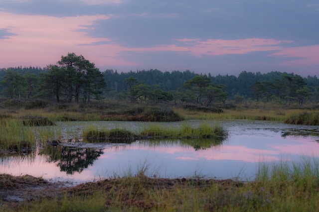 Peat bogs Estonia 
