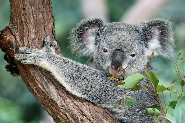 Koala bear Brisbane 