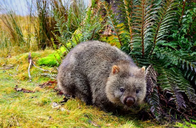 The Wombat Tasmania 