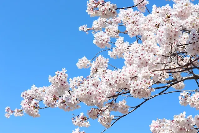 Cherry Blossoms Osaka Japan 