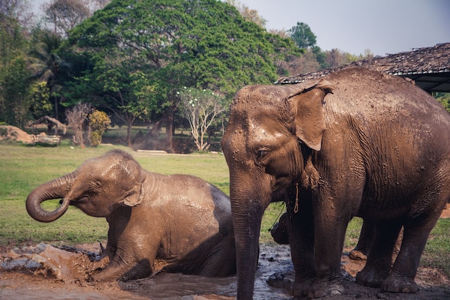 Elephant sanctuary in Chiang mai 
