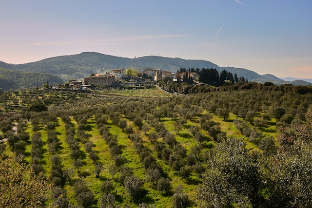 Olive Grove Tuscany 