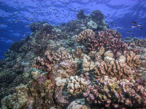 Coral Reef Hawaii 