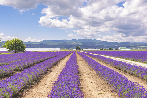 The Lavender Fields of Furano