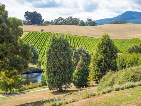 The Leaning church vinyard, Tasmania 