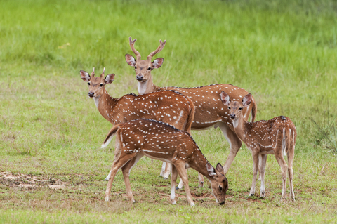 Spotted Deer Sri Lanka 
