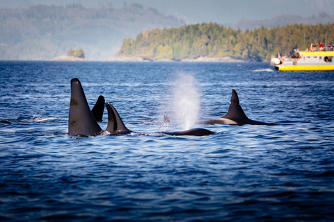 whale watching in British Colombia, Canada 