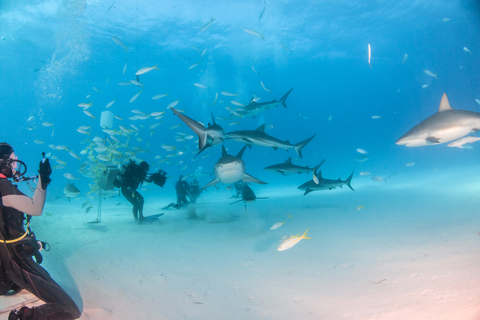 Tiger sharks in the Bahamas 