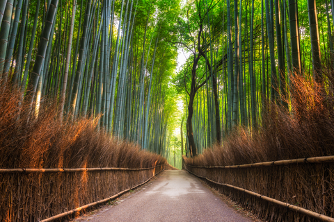 The Arashiyama Bamboo Grove 