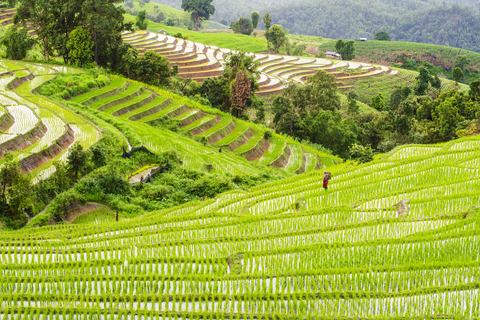 Rice terraces in Chiang Mai 