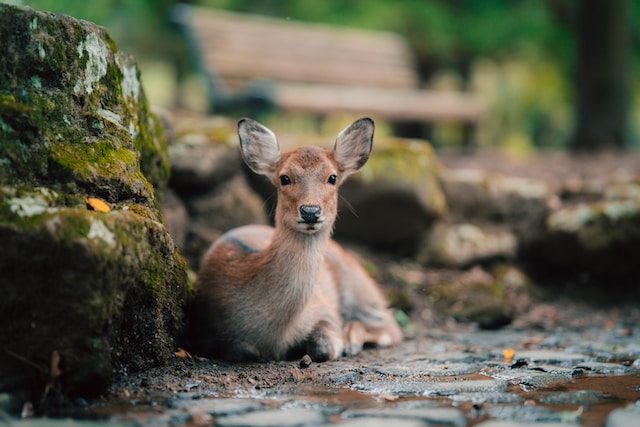 Nara's Deer Park

