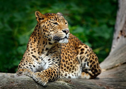 Leopard in the Yala National Park 